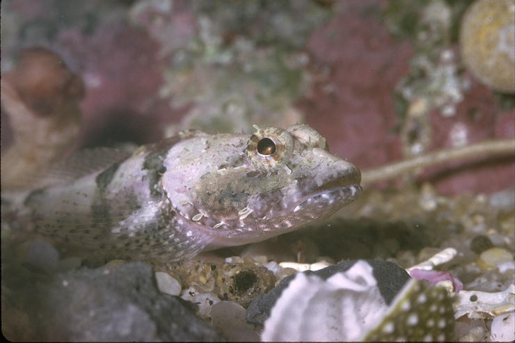 Malacoctenus margaritae